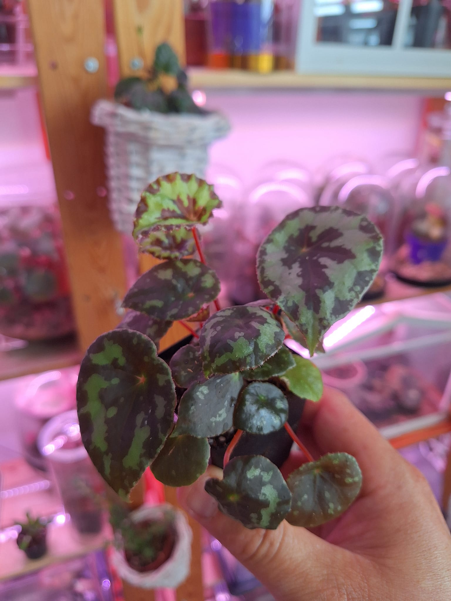 Begonia rigidifolia